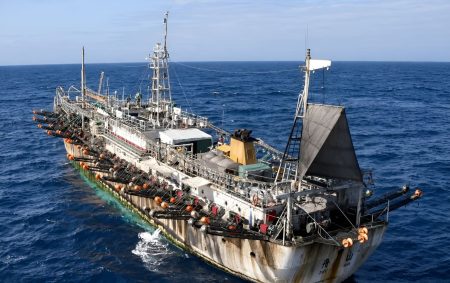 Calamar gigante: reclaman límites a la pesca en alta mar