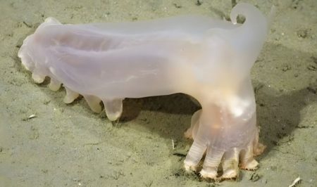 Identifican 57 nuevas especies en el cañón submarino de Mar del Plata