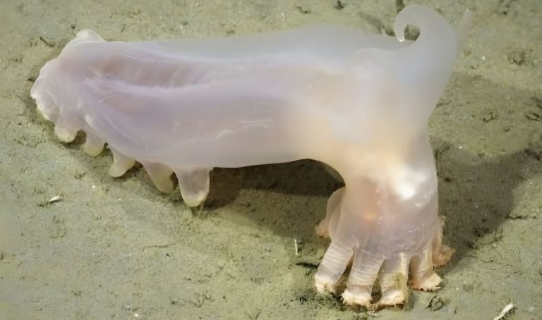 Identifican 57 nuevas especies en el cañón submarino de Mar del Plata