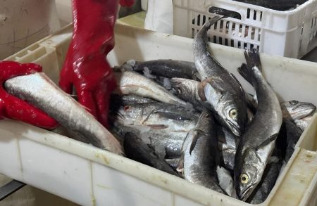 Merluza común: el INIDEP advierte posible sobreexplotación en el norte y pide reducir el descarte